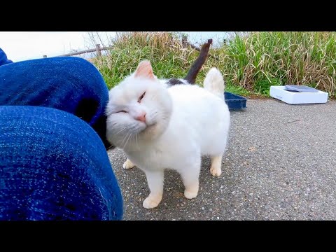 駐車場の奥の白猫地帯に行くとモコモコの白猫ちゃんが膝の上に乗ってきた(YouTube)
