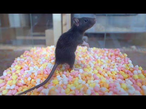 大好きとはいえマシュマロの海に投げ込まれるとさすがに動揺するラット(YouTube)