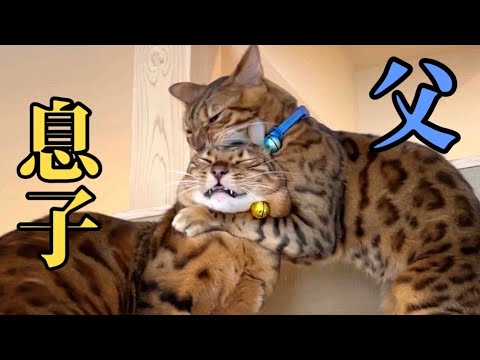 おい父猫！息子の頭蓋骨を噛むんじゃない(YouTube)