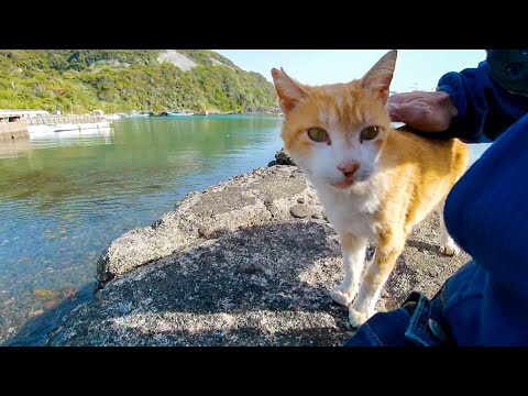 漁港にある小さな桟橋に座ると猫がやってきて楽しい(YouTube)