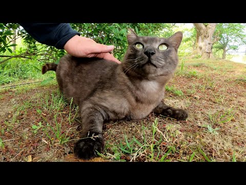 警戒しながらもコテンと寝転がってモフらせてくれる黒マーブル猫(YouTube)