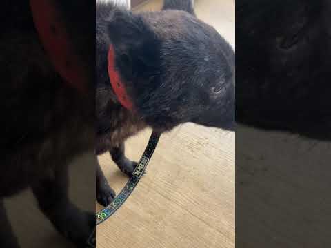 甲斐犬ミキオくん去勢手術に来てます(YouTube)