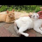 可愛らしい猫をモフっていたら兄妹たちも集まって来た(YouTube)