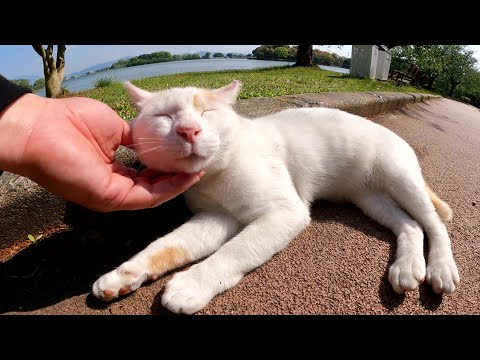 茶シロ猫が人間の足元に寄ってきて安心したようにウトウトする(YouTube)