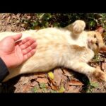 へそ天ポーズのクリーム猫ちゃんのお腹を優しくナデナデする(YouTube)