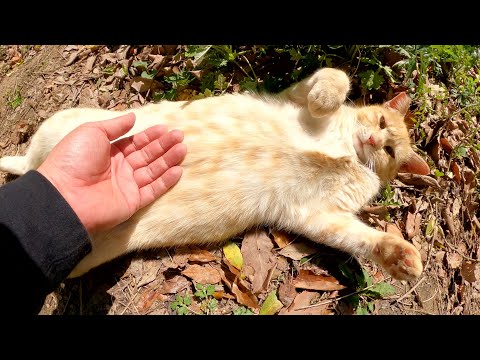 へそ天ポーズのクリーム猫ちゃんのお腹を優しくナデナデする(YouTube)
