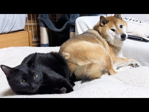 犬猫大家族のお昼は自然と2匹のペアになり、それぞれに癒し空間が出来上がります…(YouTube)