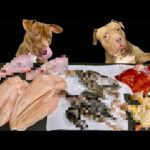 【犬のASMR】珍しい食材をバクバク食べるピットブルの咀嚼音(YouTube)