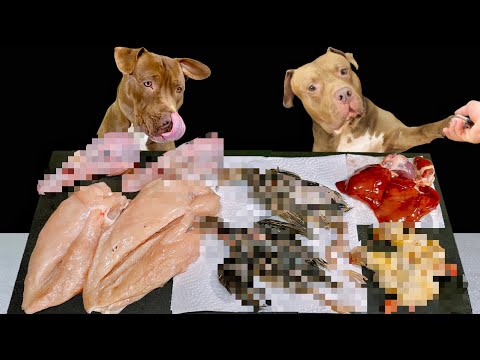 【犬のASMR】珍しい食材をバクバク食べるピットブルの咀嚼音(YouTube)