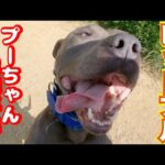 【ピットブル】プーちゃん里親募集！(YouTube)