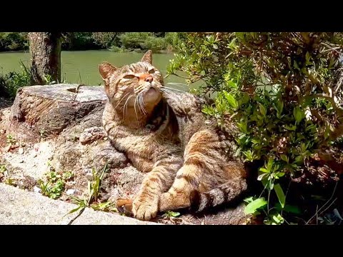 公園の遊歩道でノンビリ昼寝の猫たちをナデナデしてきた(YouTube)