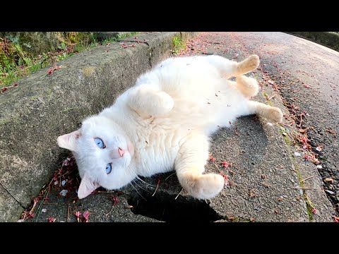青い瞳の白猫がゴロンゴロンと転がって甘えてきた(YouTube)