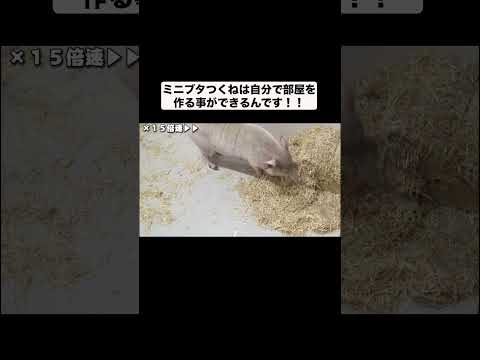 自分で部屋を作るミニブタつくね#shorts(YouTube)