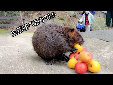 リンゴ選びに夢中なビーバーに悲劇が・・・(YouTube)