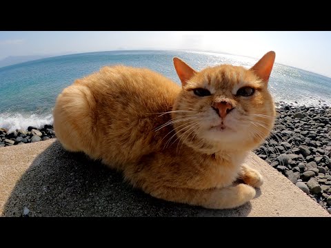 堤防の上で美しい海を眺めていた猫達をモフる(YouTube)