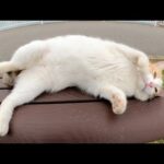 ベンチの上で「どうぞ好きにモフりなさい」と横になる三毛猫(YouTube)
