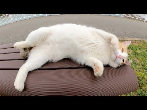 ベンチの上で「どうぞ好きにモフりなさい」と横になる三毛猫(YouTube)