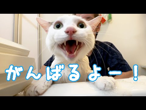 2023年の初のシャンプーはチロさん！！(YouTube)