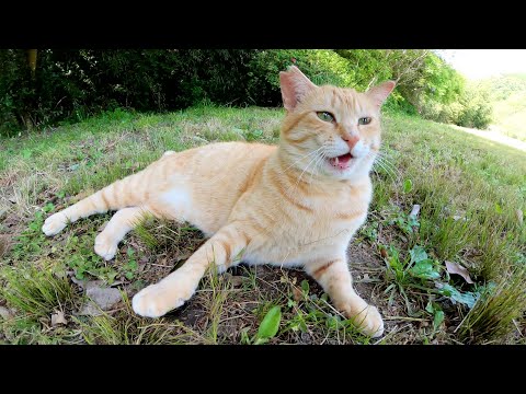 可愛い声で鳴きまくる茶トラ猫をナデナデする(YouTube)