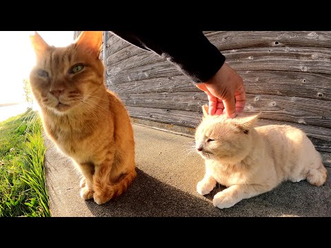 小屋の前でクリーム猫をモフっていたら茶トラ猫も寄って来た(YouTube)