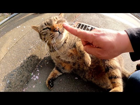 目がクリクリなキジトラ猫が転げ回って甘えてくる(YouTube)