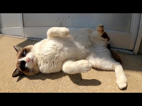 タヌキみたいなシャム猫をモフっていたらコロリンと裏返しになった(YouTube)