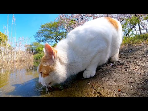 久しぶりに会った公園の猫、いつもは東屋まで真っ直ぐ行くところだが今日は池に寄り道してきた(YouTube)