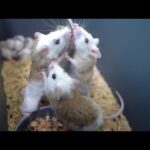 【ネズミ繁殖】共食いを起こしかねない死活問題に対処します(YouTube)