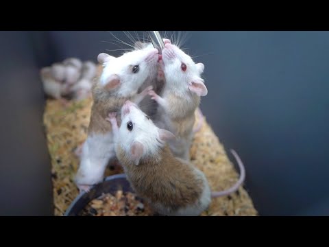 【ネズミ繁殖】共食いを起こしかねない死活問題に対処します(YouTube)
