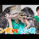 我が家で1番大きいオオトカゲはどっち！？(YouTube)