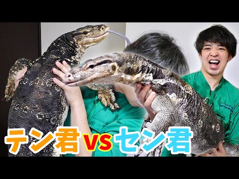 我が家で1番大きいオオトカゲはどっち！？(YouTube)