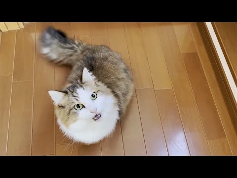 定期的にうんこを落とす猫(YouTube)