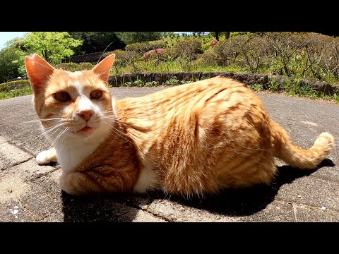 人懐っこい茶シロ猫が足にスリスリして甘えてきた(YouTube)