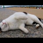 腰トントンをちょっとでも止めるとすぐ頭突きしてくる漁港の野良猫(YouTube)