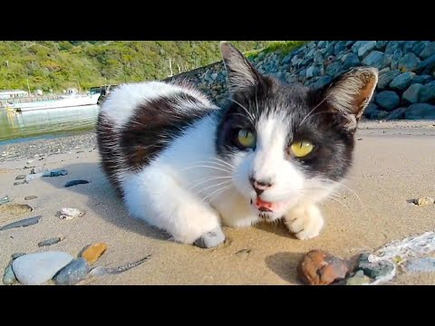 海辺にいた猫ちゃん、近づくと何か話し掛けてきた(YouTube)