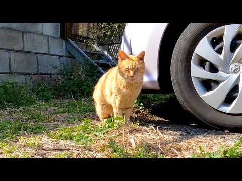 駐車場にいた茶トラ猫は人懐っこい猫だった(YouTube)