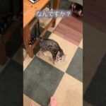 風呂上がりの飼い主を心配してくれるネコ #ベンガル #ルトロゼ #猫(YouTube)