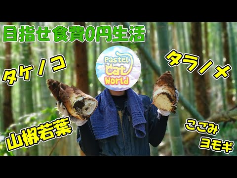 山菜大好き妻に山で叱られたある春の日‥😂【パパは猫達の為に食費を抑えます】(YouTube)