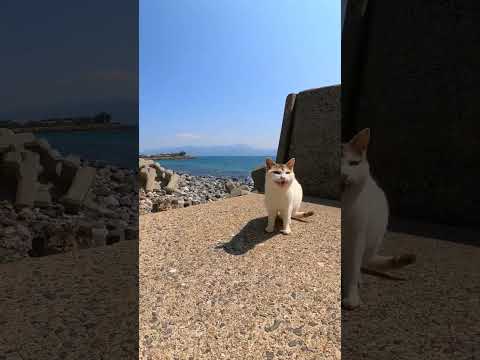 猫、何か言ってきた #shorts(YouTube)