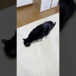 ダウジングできる猫(YouTube)