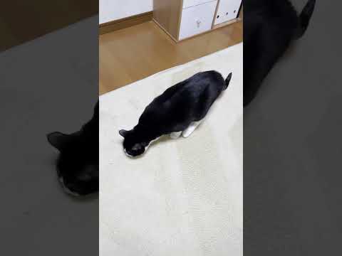 ダウジングできる猫(YouTube)