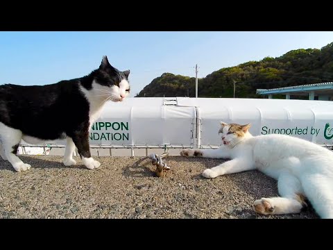 周りの猫に片っ端からケンカを売る野良猫(YouTube)