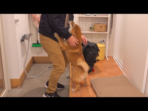 三日間いなかったパパが帰ると柴犬の反応が異次元でした。(YouTube)
