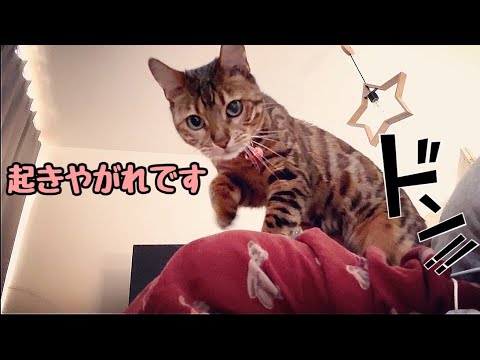 美猫に乗られて毎朝起こされております（幸せ）(YouTube)