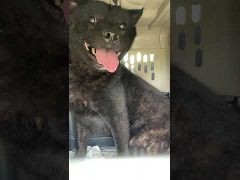 暴れて大変！甲斐犬ユキオくん去勢手術行って来ます(YouTube)