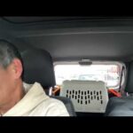 甲斐犬トラオくん急遽病院へ(YouTube)