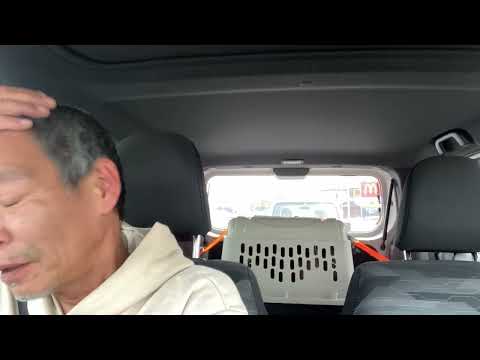 甲斐犬トラオくん急遽病院へ(YouTube)
