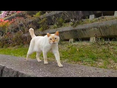 公園を歩いていたら猫が塀の上をこっちに歩いてきた(YouTube)