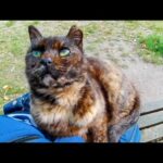 最初は逃げようとしたサビ猫ちゃん、やっぱり撫でられに来て最後は自分からベンチへ誘導してきた(YouTube)