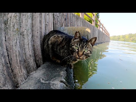 池の水をゴクゴクと飲んで茂みの中に帰っていくキジトラ猫(YouTube)